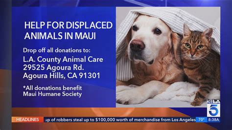 Donations and supplies needed for cats and dogs in fire-ravaged Maui